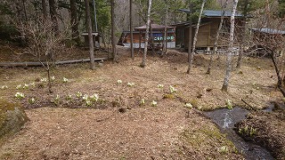 こもれび水芭蕉１.jpg