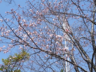 H26.5.4sakura1.jpg