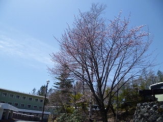 H26.5.4sakura2.jpg