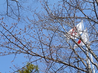sakura 1.jpg