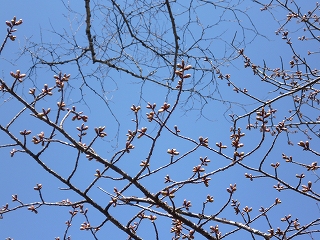 sakura 2.jpg