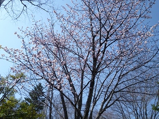 sakura3.jpg
