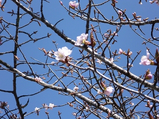 sakura4.jpg
