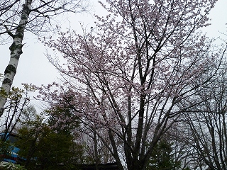 sakura5.jpg