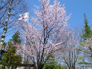 sakura6.jpg