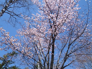 sakura7.jpg
