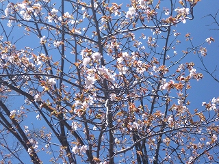 sakura8.jpg